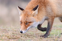 rode vos (vulpes vulpes crucigera) 1-2018 9312